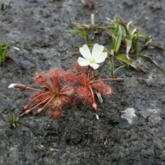 Drosera whittakeri (Scented Sundew) at Gosse, SA - 29 Aug 2021 by laura.williams