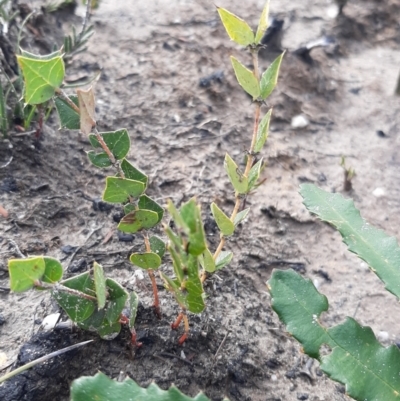 Platylobium obtusangulum (Holly Flat-pea) at Flinders Chase National Park - 29 Aug 2021 by laura.williams