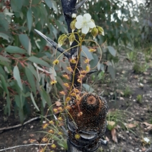 Drosera macrantha at Gosse, SA - 29 Aug 2021