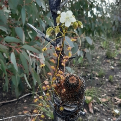 Drosera macrantha (Climbing Sundew, Bridal Rainbow) at Gosse, SA - 29 Aug 2021 by laura.williams