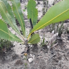 Banksia ornata (Desert Banksia) at Gosse, SA - 29 Aug 2021 by laura.williams