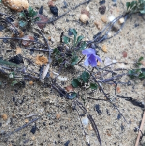 Viola sieberiana at Gosse, SA - 29 Aug 2021