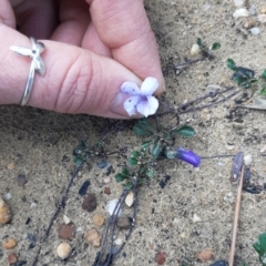 Viola sieberiana at Gosse, SA - 29 Aug 2021 12:41 PM