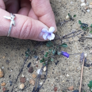 Viola sieberiana at Gosse, SA - 29 Aug 2021