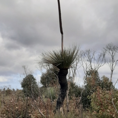Xanthorrhoea semiplana subsp. tateana (Tate's Grass-tree) at Flinders Chase National Park - 29 Aug 2021 by laura.williams