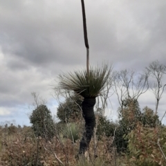 Xanthorrhoea semiplana subsp. tateana (Tate's Grass-tree) at Gosse, SA - 29 Aug 2021 by laura.williams