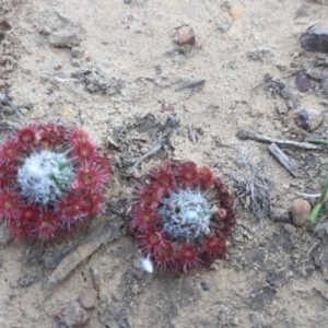 Drosera pygmaea at Newland, SA - 9 Apr 2021 02:16 PM