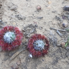 Unidentified Other Wildflower or Herb (TBC) at Newland, SA - 9 Apr 2021 by laura.williams