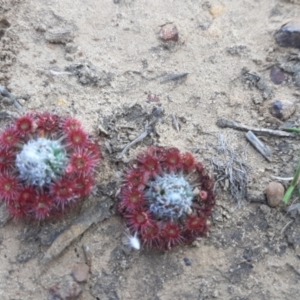 Drosera sp. (TBC) at suppressed by laura.williams