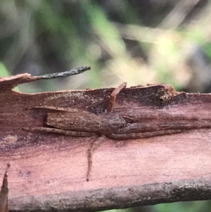 Synalus angustus at Curtin, ACT - 15 Sep 2021