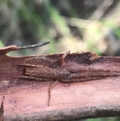 Synalus angustus at Curtin, ACT - 15 Sep 2021