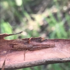 Synalus angustus at Curtin, ACT - 15 Sep 2021