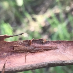 Synalus angustus at Curtin, ACT - 15 Sep 2021 04:31 PM