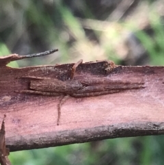 Synalus angustus at Curtin, ACT - 15 Sep 2021