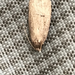 Oecophoridae (family) (Unidentified Oecophorid concealer moth) at Curtin, ACT - 15 Sep 2021 by Tapirlord