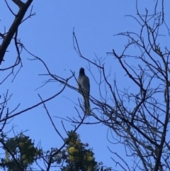 Coracina novaehollandiae (Black-faced Cuckooshrike) at Curtin, ACT - 15 Sep 2021 by Tapirlord