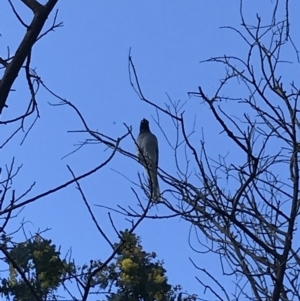 Coracina novaehollandiae at Curtin, ACT - 15 Sep 2021