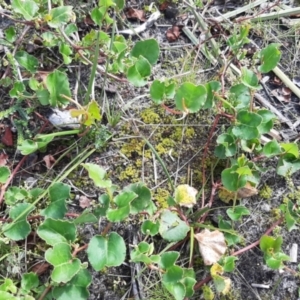 Muehlenbeckia adpressa at Newland, SA - 18 Sep 2021