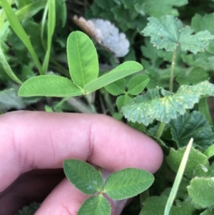 Trifolium pratense at Garran, ACT - 17 Sep 2021