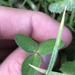 Trifolium pratense at Garran, ACT - 17 Sep 2021