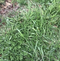 Trifolium pratense at Garran, ACT - 17 Sep 2021