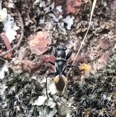 Dieuches maculicollis (Black-and-white seed bug) at Red Hill to Yarralumla Creek - 17 Sep 2021 by Tapirlord