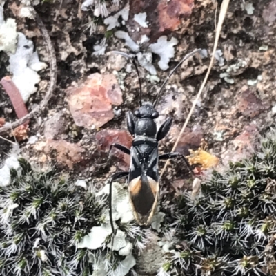 Dieuches maculicollis (Black-and-white seed bug) at Red Hill to Yarralumla Creek - 17 Sep 2021 by Tapirlord