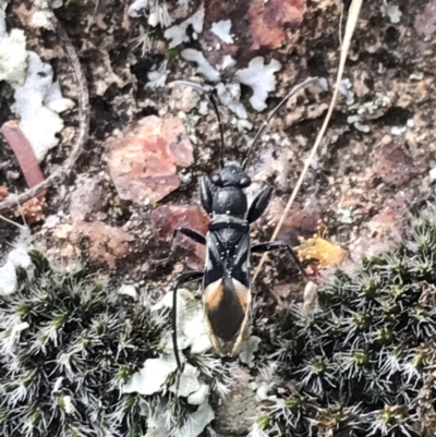 Dieuches maculicollis (Black-and-white seed bug) at Hughes Garran Woodland - 17 Sep 2021 by Tapirlord