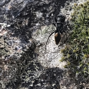 Dieuches sp. (genus) at Garran, ACT - 17 Sep 2021 03:45 PM