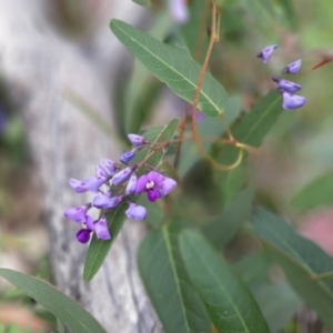 Hardenbergia violacea at Karatta, SA - 18 Sep 2021