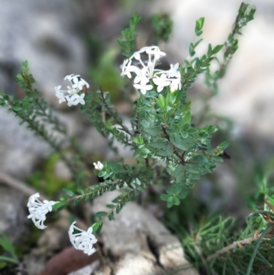 Pimelea glauca (Smooth Rice Flower) at Flinders Chase National Park - 18 Sep 2021 by laura.williams