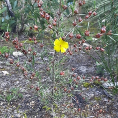 Hibbertia virgata (Twiggy Guinea-Flower) at Newland, SA - 18 Sep 2021 by laura.williams