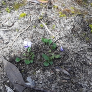 Viola sieberiana at Newland, SA - 18 Sep 2021