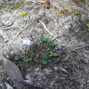 Viola sieberiana at Newland, SA - 18 Sep 2021 02:14 PM