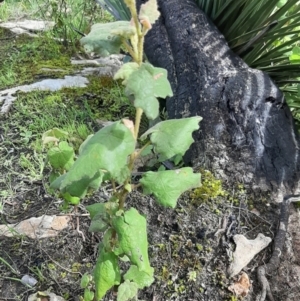 Lasiopetalum schulzenii at suppressed - suppressed