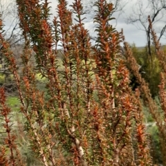 Gyrostemon australasicus (False Buckbush) at Flinders Chase National Park - 18 Sep 2021 by laura.williams