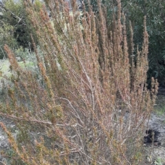 Gyrostemon australasicus at Karatta, SA - 18 Sep 2021 02:14 PM