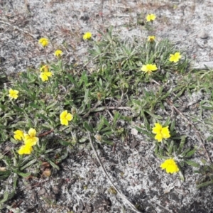 Goodenia geniculata at Newland, SA - 18 Sep 2021