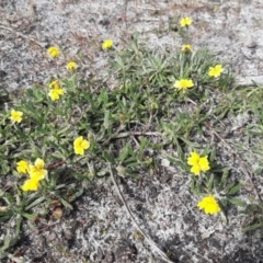 Unidentified Other Wildflower or Herb (TBC) at Newland, SA - 18 Sep 2021 by laura.williams