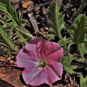 Convolvulus angustissimus subsp. angustissimus at Tennent, ACT - 19 Sep 2021 02:05 PM