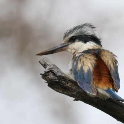 Todiramphus pyrrhopygius (Red-backed Kingfisher) at Majura, ACT - 19 Sep 2021 by jb2602