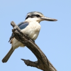 Todiramphus pyrrhopygius at Majura, ACT - 19 Sep 2021