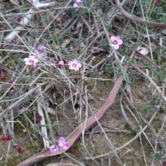 Euryomyrtus ramosissima subsp. ramosissima (Rosy Baeckea, Rosy Heath-myrtle) at Parndana, SA - 16 Sep 2021 by laura.williams