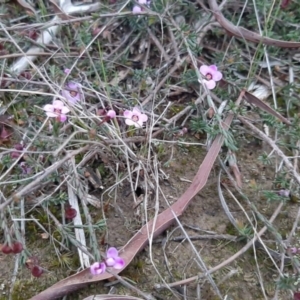 Euryomyrtus ramosissima subsp. ramosissima at Parndana, SA - 16 Sep 2021