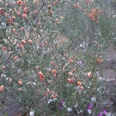 Daviesia asperula subsp. asperula (Kangaroo Island Bitter-pea) at Parndana, SA - 16 Sep 2021 by laura.williams