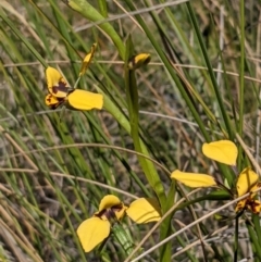 Diuris pardina (Leopard Doubletail) at Mount Majura - 17 Sep 2021 by abread111