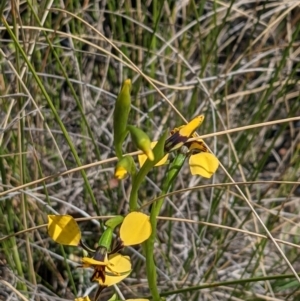 Diuris pardina at Downer, ACT - suppressed