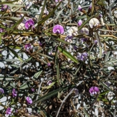 Glycine clandestina (Twining Glycine) at Downer, ACT - 17 Sep 2021 by abread111