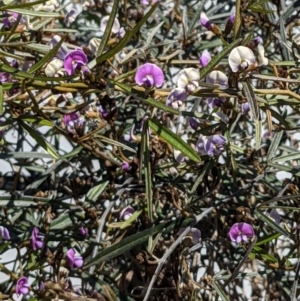 Glycine clandestina at Downer, ACT - 17 Sep 2021 10:58 AM