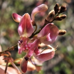 Indigofera adesmiifolia (Tick Indigo) at Gigerline Nature Reserve - 19 Sep 2021 by JohnBundock